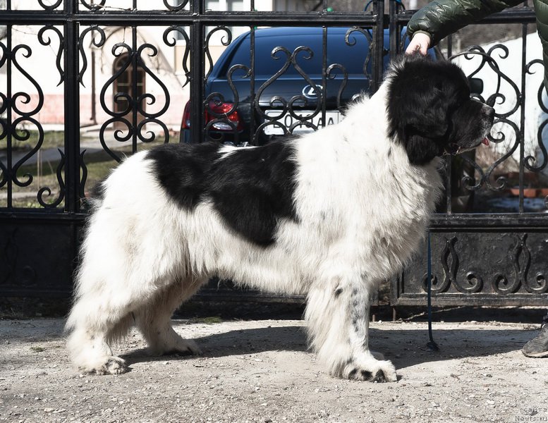 Фото: ньюфаундленд Sent Djons Centurion (Сент Джонс Центурион)