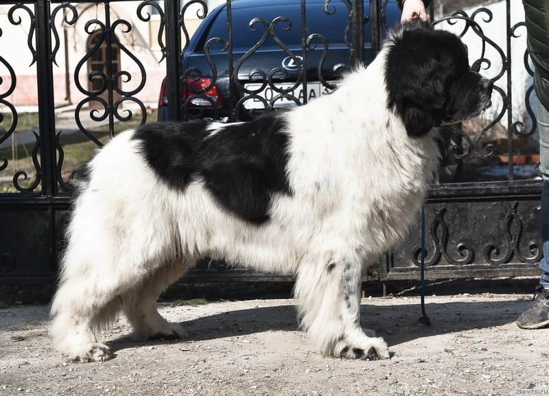 Фото: ньюфаундленд Sent Djons Centurion (Сент Джонс Центурион)