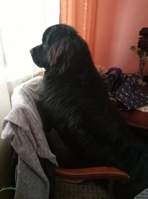 Фото: ньюфаундленд Sazerlend Marni Lauder (Сазерленд Марни Лаудер)