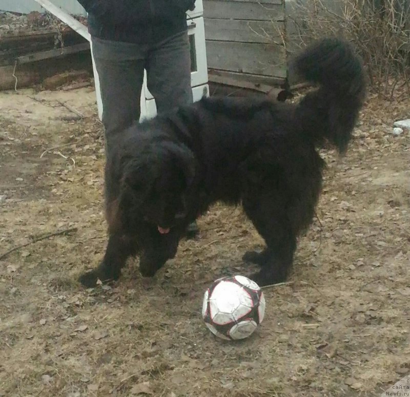 Фото: ньюфаундленд YEklips Mun (Эклипс Мун)