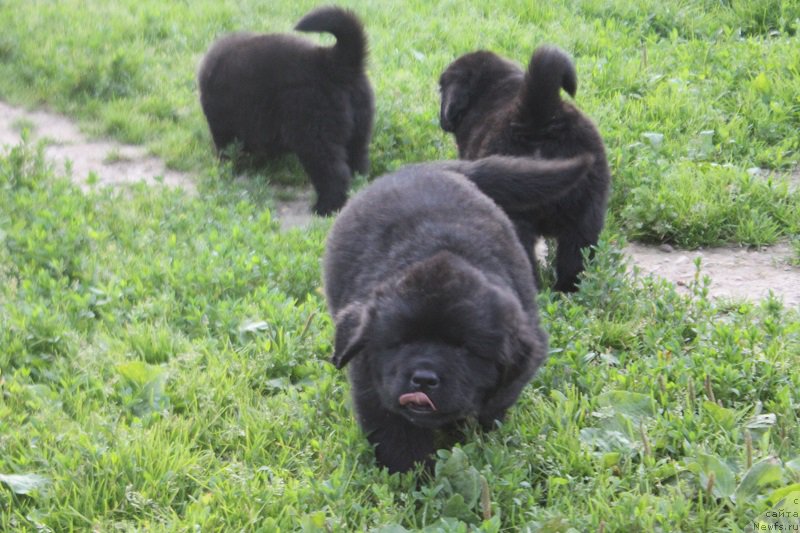 Фотография № 227779