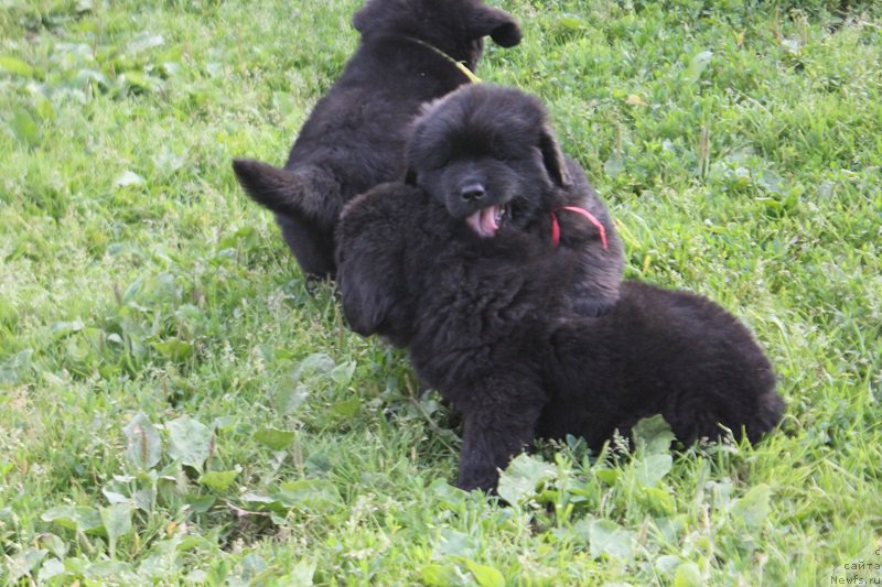 Фото: ньюфаундленд Grand Byebi Ariadna (Гранд Бэби Ариадна), ньюфаундленд Super Bizon Liliman (Супер Бизон Лилимэн)