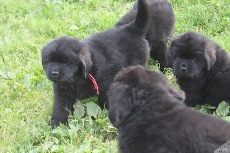 Фотография № 227781