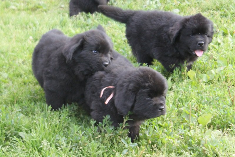 Фотография № 227782