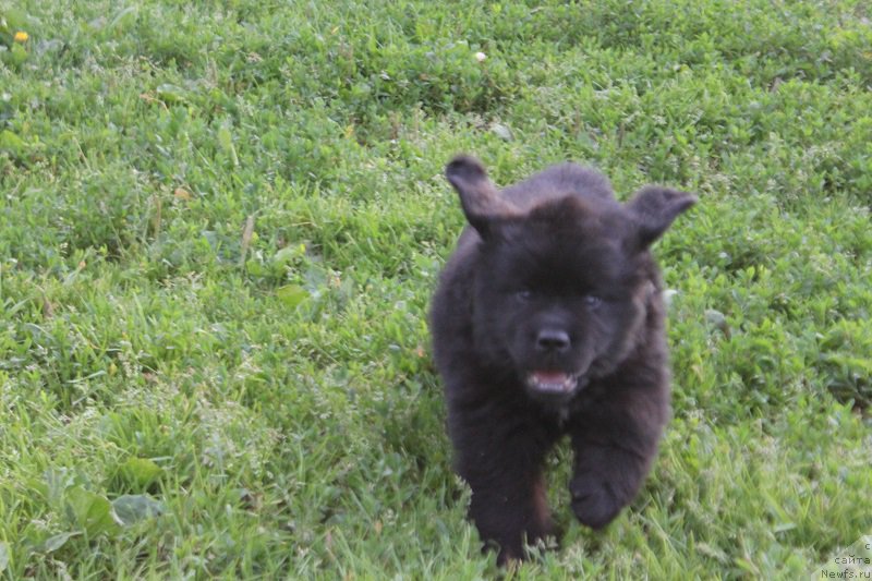 Фото: ньюфаундленд Grand Byebi Ariadna (Гранд Бэби Ариадна), ньюфаундленд Super Bizon Liliman (Супер Бизон Лилимэн)