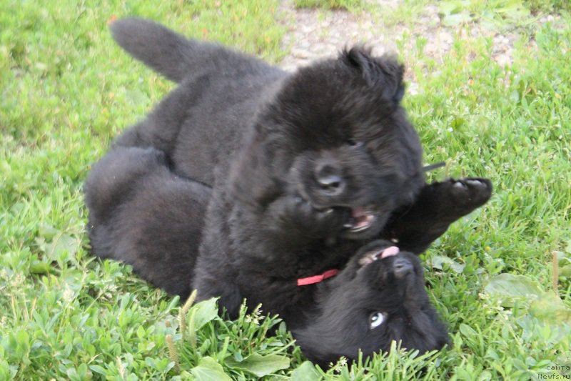 Фото: ньюфаундленд Grand Byebi Ariadna (Гранд Бэби Ариадна), ньюфаундленд Super Bizon Liliman (Супер Бизон Лилимэн)