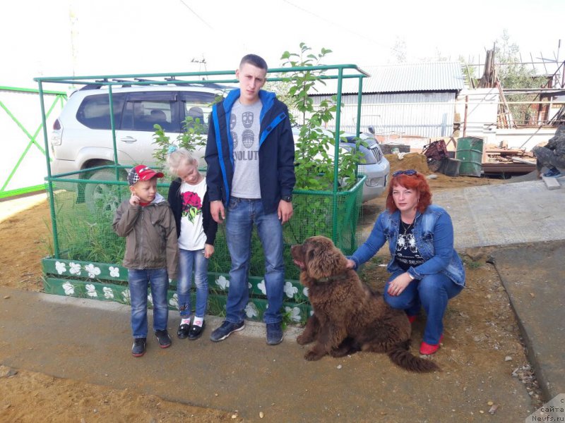 Фото: ньюфаундленд Brownblood MSK Leya Aiman (Браунблад МСК Лея Айман)