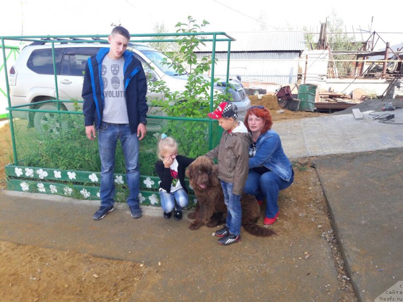 Фото: ньюфаундленд Brownblood MSK Leya Aiman (Браунблад МСК Лея Айман)