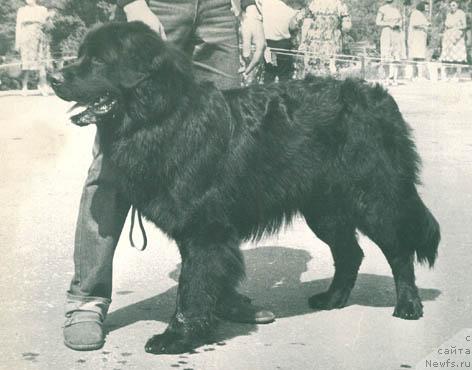 Фото: ньюфаундленд Ryem Lodj (Рэм Лодж)