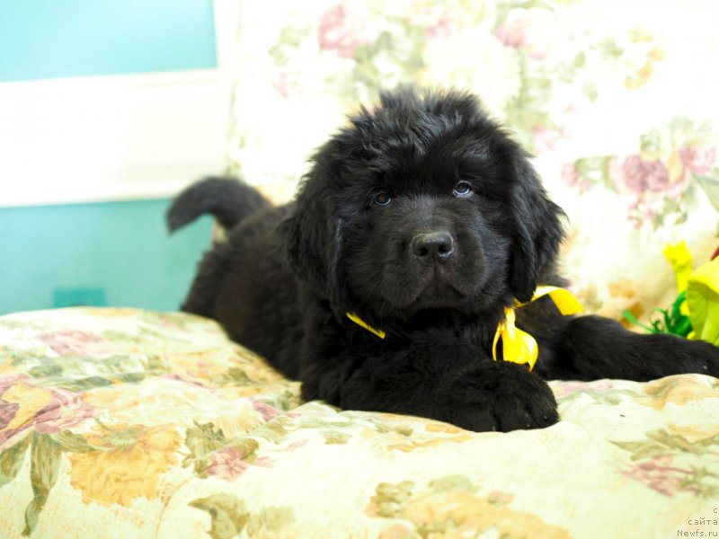 Фото: ньюфаундленд Hay Siera Blossom (Хай Сиера Блоссом)