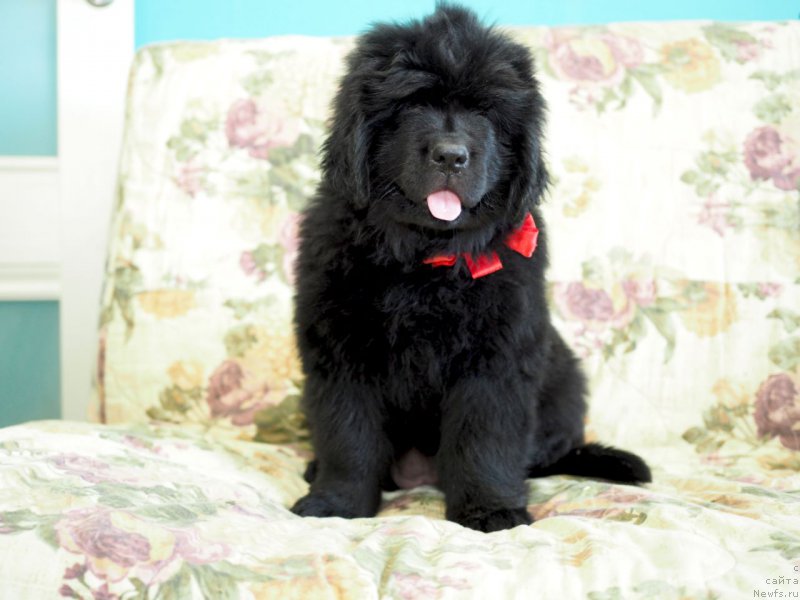 Фото: ньюфаундленд Harikeyn Kleopatra (Харикейн Клеопатра)