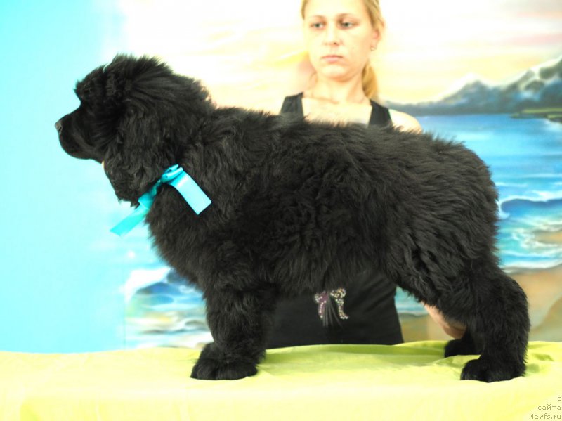 Фото: ньюфаундленд Hevens Pandora (Хевенс Пандора)