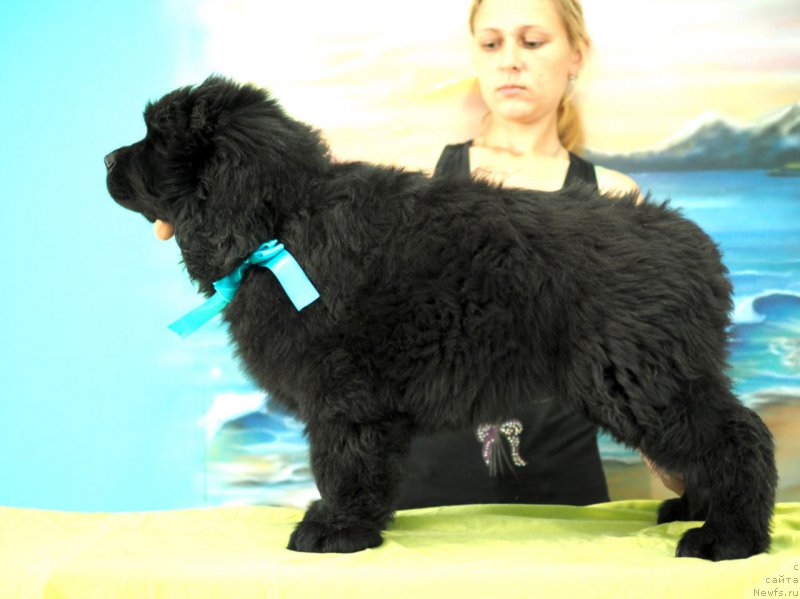Фото: ньюфаундленд Hevens Pandora (Хевенс Пандора)