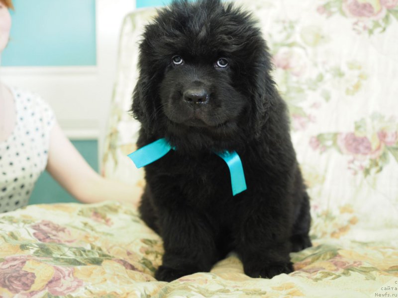 Фото: ньюфаундленд Hevens Pandora (Хевенс Пандора)