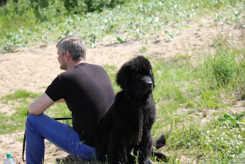 Фото: ньюфаундленд Brownblood MSK Lagendary North (Браунблад MCК Лэджендари Норс)