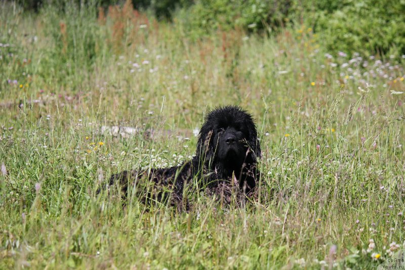 Фото: ньюфаундленд Brownblood MSK Lagendary North (Браунблад MCК Лэджендари Норс)