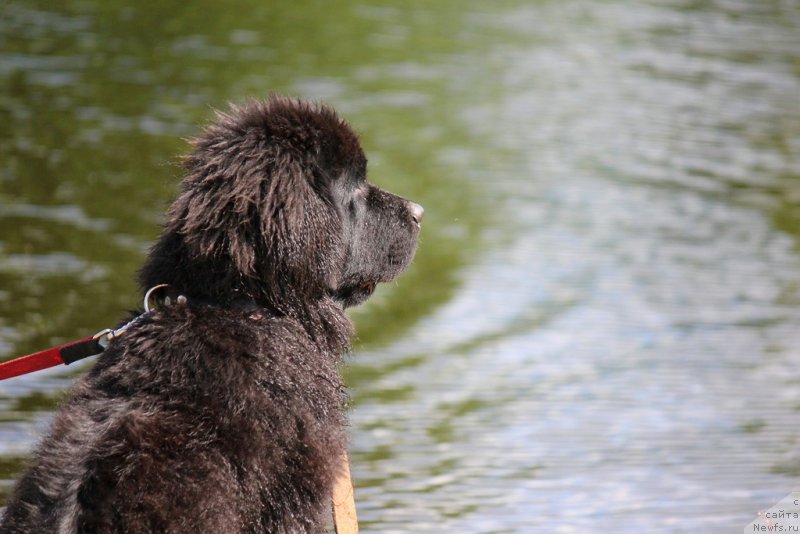 Фото: ньюфаундленд Brownblood MSK Lagendary North (Браунблад MCК Лэджендари Норс)
