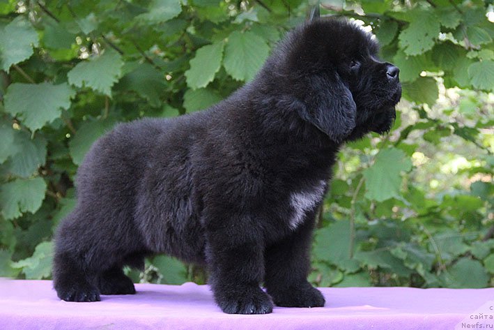 Фото: ньюфаундленд Nestor s Berega Dona (Нестор с Берега Дона)