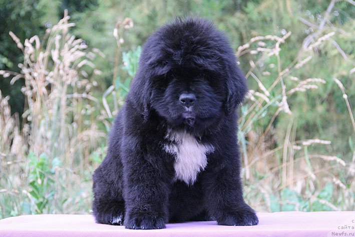 Фото: ньюфаундленд Mentor s Berega Dona (Ментор с Берега Дона)