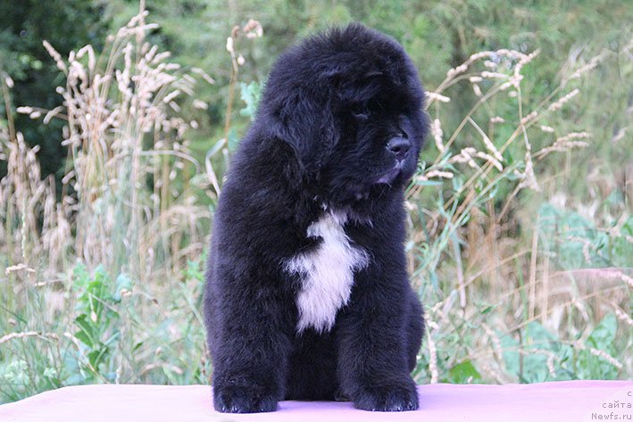 Фотография № 227840