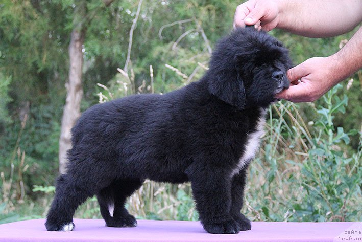 Фотография № 227841