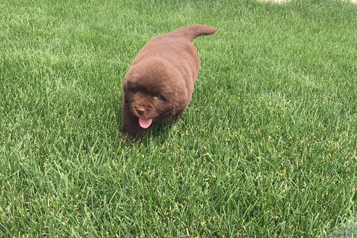 Фото: ньюфаундленд Lilu s Berega Dona (Лилу с Берега Дона)