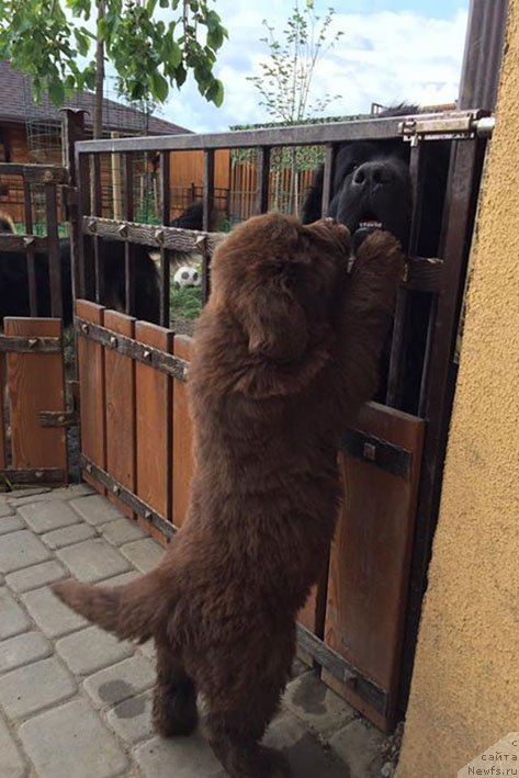 Фото: ньюфаундленд Lilu s Berega Dona (Лилу с Берега Дона)