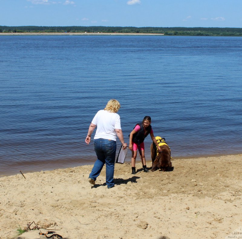Фото: ньюфаундленд Dinastiya Padede Idelveys (Династия Падеде Идельвейс)