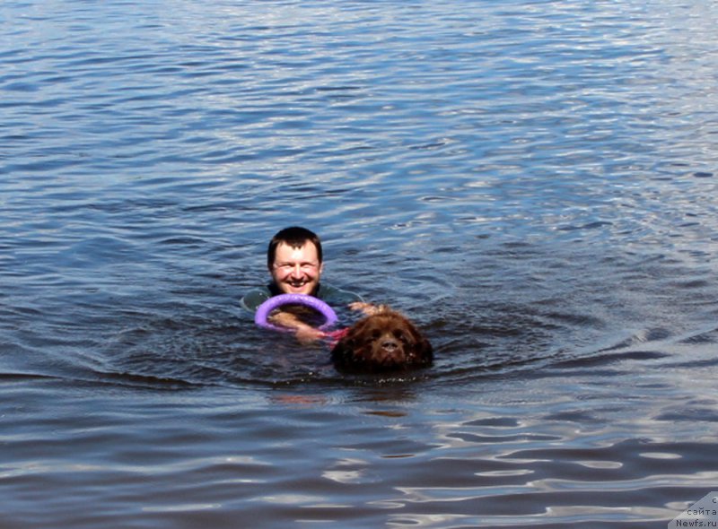 Фото: ньюфаундленд Chara Hani Les (Чара Хани Лес), Aleksandr CHervanyov (Александр Черванёв)