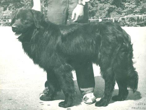 Фото: ньюфаундленд Rol'f Lodj (Рольф Лодж)