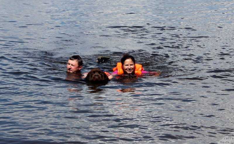Фото: ньюфаундленд Nikol Gold Star (Николь Голд Стар), YUliya Demidova (Юлия Демидова)