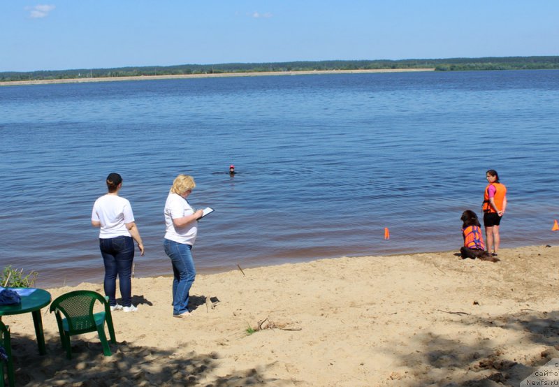 Фото: ньюфаундленд Nikol Gold Star (Николь Голд Стар), YUliya Demidova (Юлия Демидова)