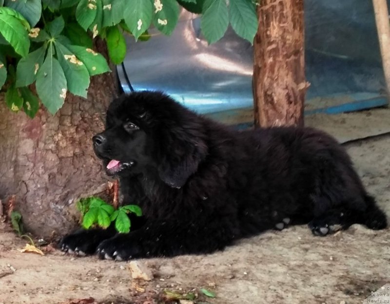 Фото: ньюфаундленд Velyke Malyatko Kava z Pertsem