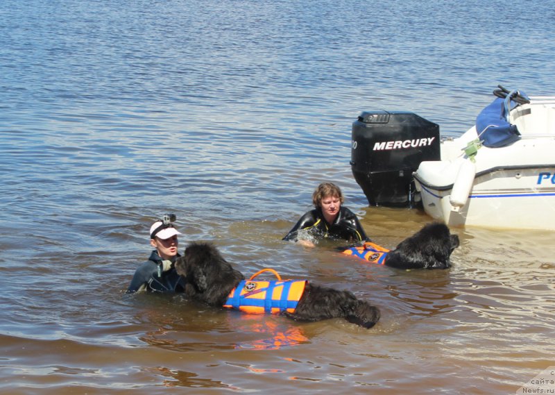 Фото: Anastasiya Kireeva (Анастасия Киреева), ньюфаундленд Dyurbahler Klab Al'faretta Vin'etta (Дюрбахлер Клаб Альфаретта Виньетта), Anna Petrushkina (Анна Петрушкина), ньюфаундленд Melty Wave Marine Tifeya (Мелти Вейв Марин Тифея)