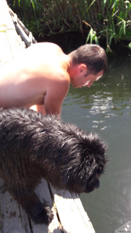 Фото: ньюфаундленд Belkonder-Club Jamaica Blue Mountin (Белкондер-Клаб Ямайка Блю Маунтин)