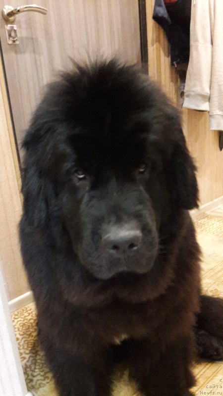 Фото: ньюфаундленд Belkonder-Club Jamaica Blue Mountin (Белкондер-Клаб Ямайка Блю Маунтин)