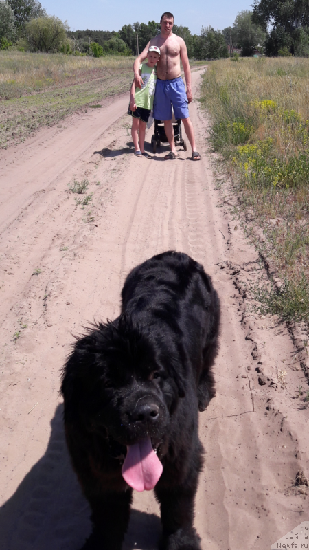 Фото: ньюфаундленд Belkonder-Club Jamaica Blue Mountin (Белкондер-Клаб Ямайка Блю Маунтин)