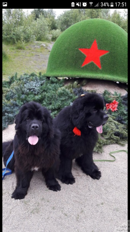 Фото: ньюфаундленд Belkonder-Club Jamaica Blue Mountin (Белкондер-Клаб Ямайка Блю Маунтин), ньюфаундленд Smigar Tango in the Night (Смигар Танго ин зе Найт)