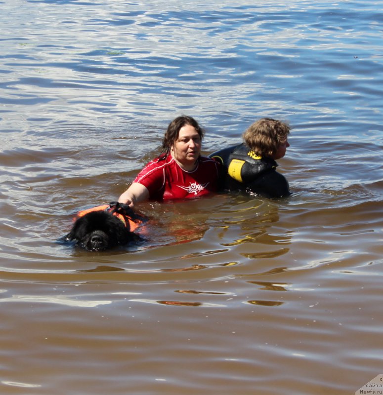 Фото: ньюфаундленд Matvey s Berega Dona (Матвей с Берега Дона), Liliana Rahmatova (Лилиана Рахматова)