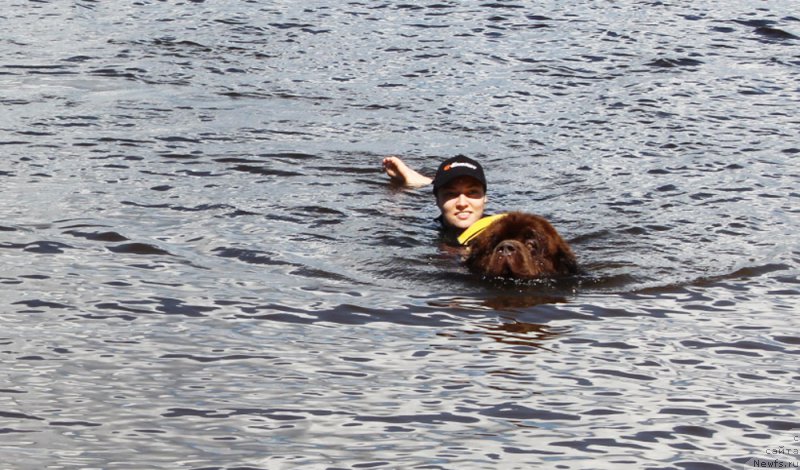 Фото: ньюфаундленд Charli The Best Helfi Pel (Чарли Де Бест Хелфи Пэл), Svetlana Samarceva (Светлана Самарцева)