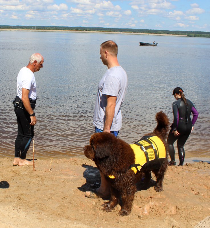 Фото: Dmitriy Samarcev (Дмитрий Самарцев), ньюфаундленд Charli The Best Helfi Pel (Чарли Де Бест Хелфи Пэл), Svetlana Samarceva (Светлана Самарцева)