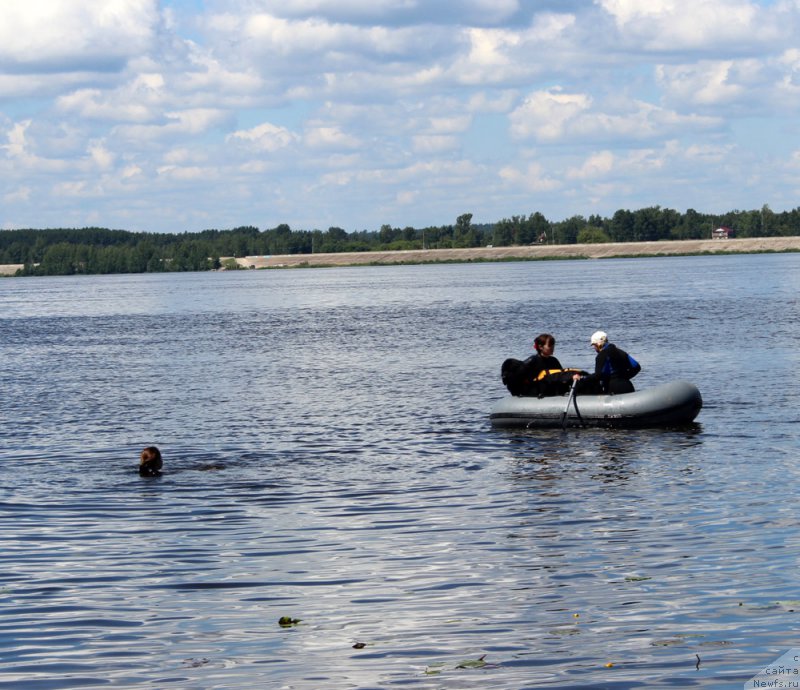 Фото: ньюфаундленд Lankaster (Ланкастер), Elena YAryigina (Елена Ярыгина)