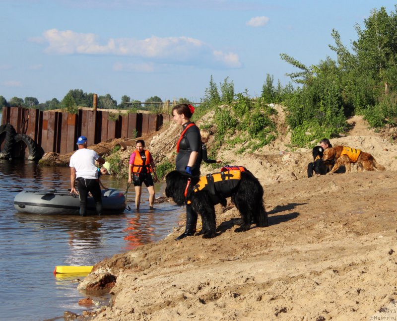 Фото: ньюфаундленд Lankaster (Ланкастер), Elena YAryigina (Елена Ярыгина)