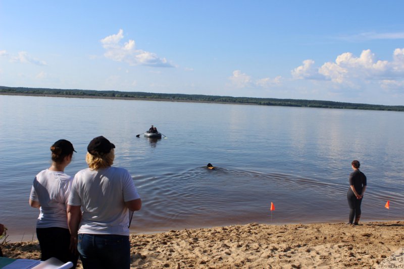 Фото: ньюфаундленд Lankaster (Ланкастер), Elena YAryigina (Елена Ярыгина)