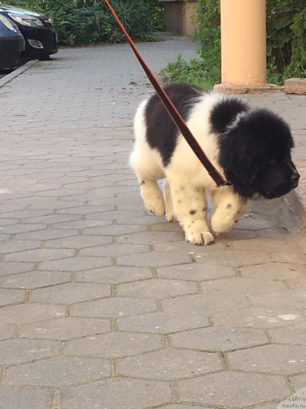 Фото: ньюфаундленд Enigmatik Kingd Vlastelin Dushi (Енигматик Кингд Властелин Души)