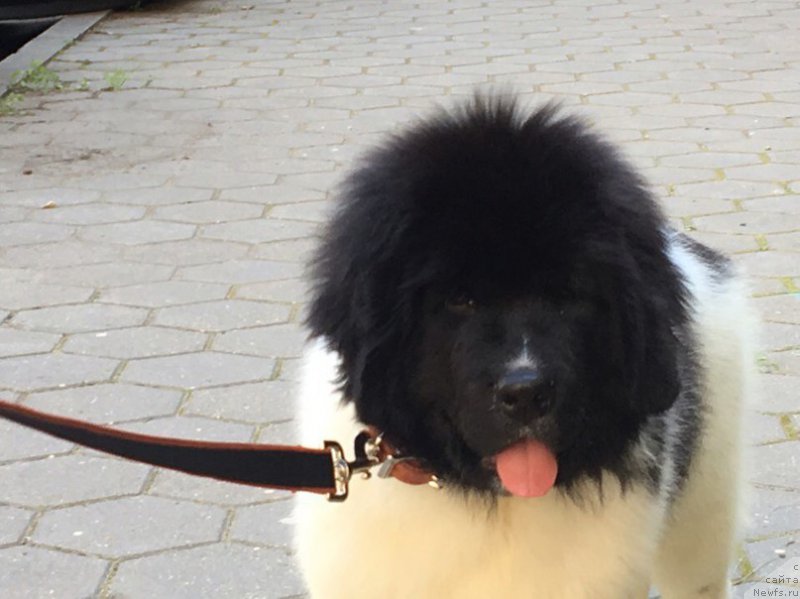 Фотография № 227964