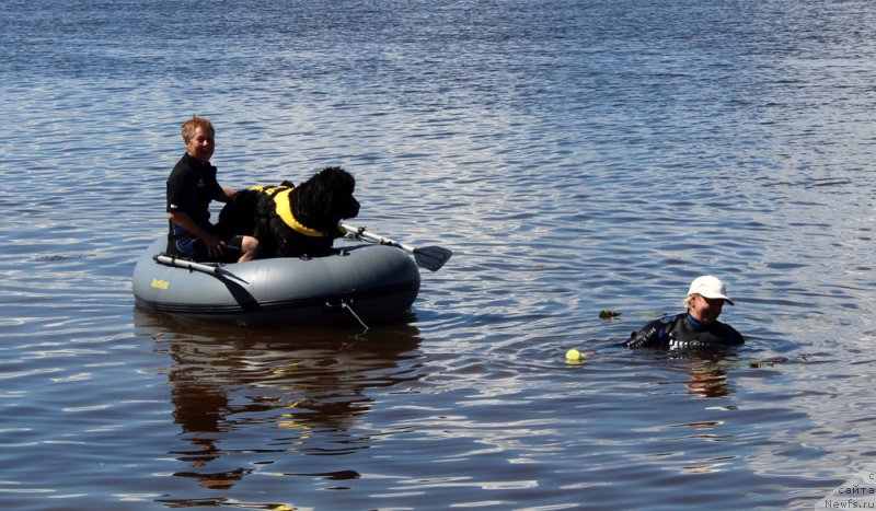 Фото: ньюфаундленд Montserrat Caballe is Antagrada (Монтсеррат Кабалье из Антаграда), Tat'yana YAkovleva (Татьяна Яковлева)