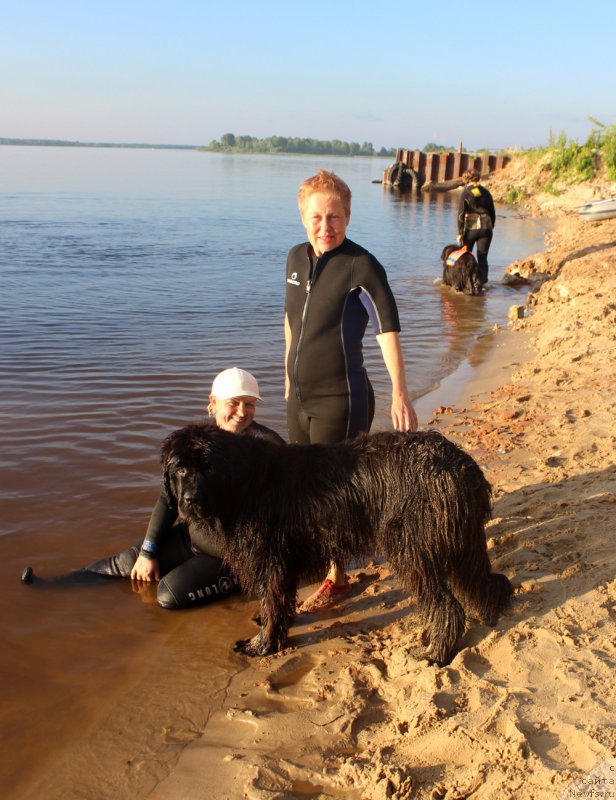 Фото: ньюфаундленд Montserrat Caballe is Antagrada (Монтсеррат Кабалье из Антаграда), Tat'yana YAkovleva (Татьяна Яковлева)