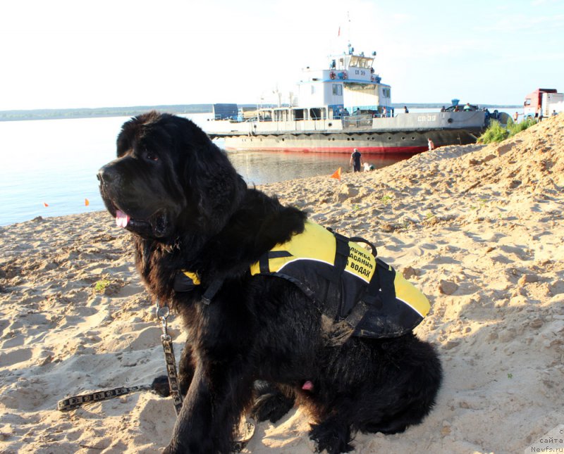 Фото: ньюфаундленд Modiliani is Antagrada (Модильяни из Антаграда)