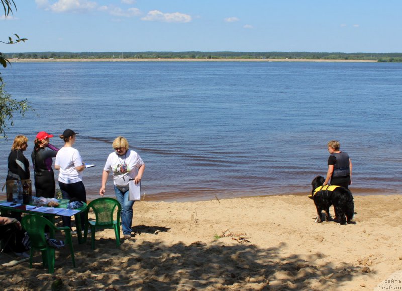 Фото: ньюфаундленд Fabian de Lange Super Mishka, Irina Moroz (Ирина Мороз)